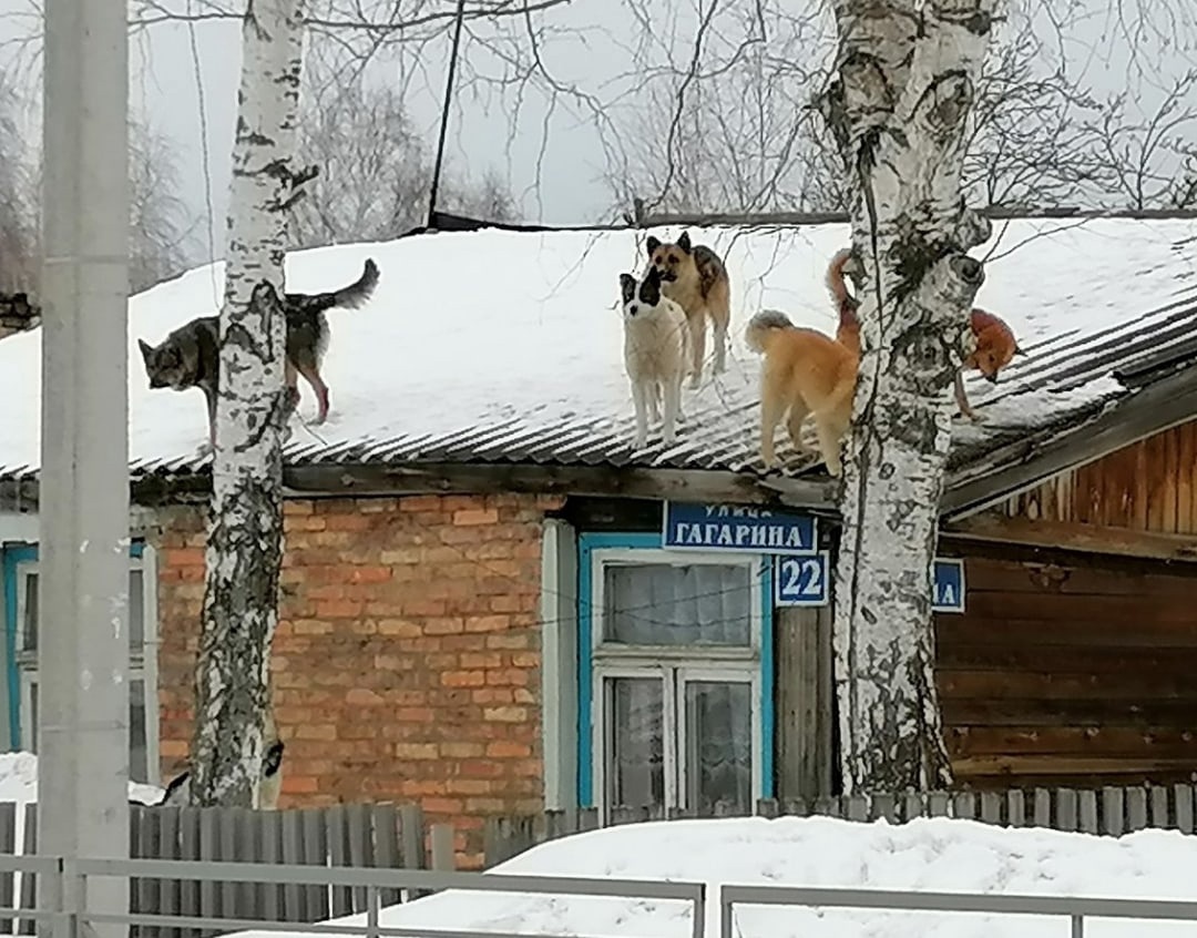 «Скоро на голову сядут». Собаки на крыше удивили жителей ХМАО