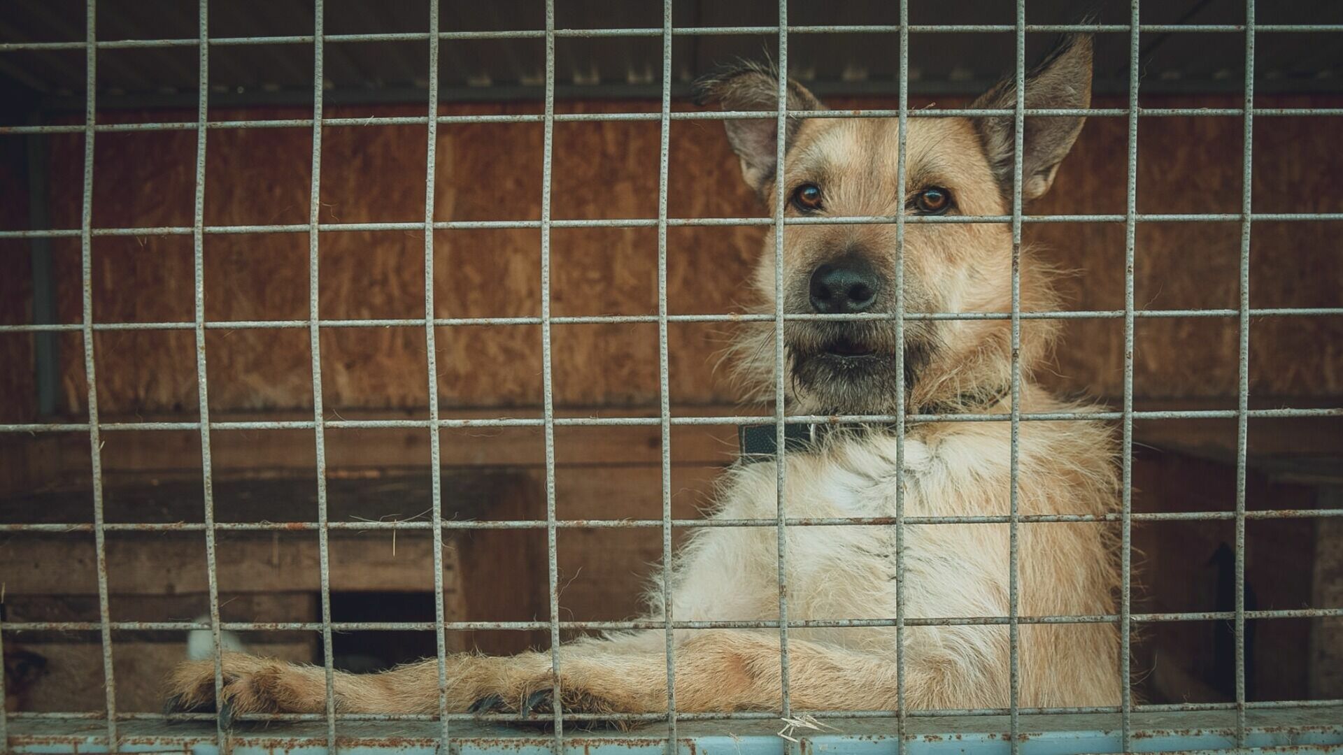 В ХМАО бродячих собак отлавливают с помощью клетки-ловушки