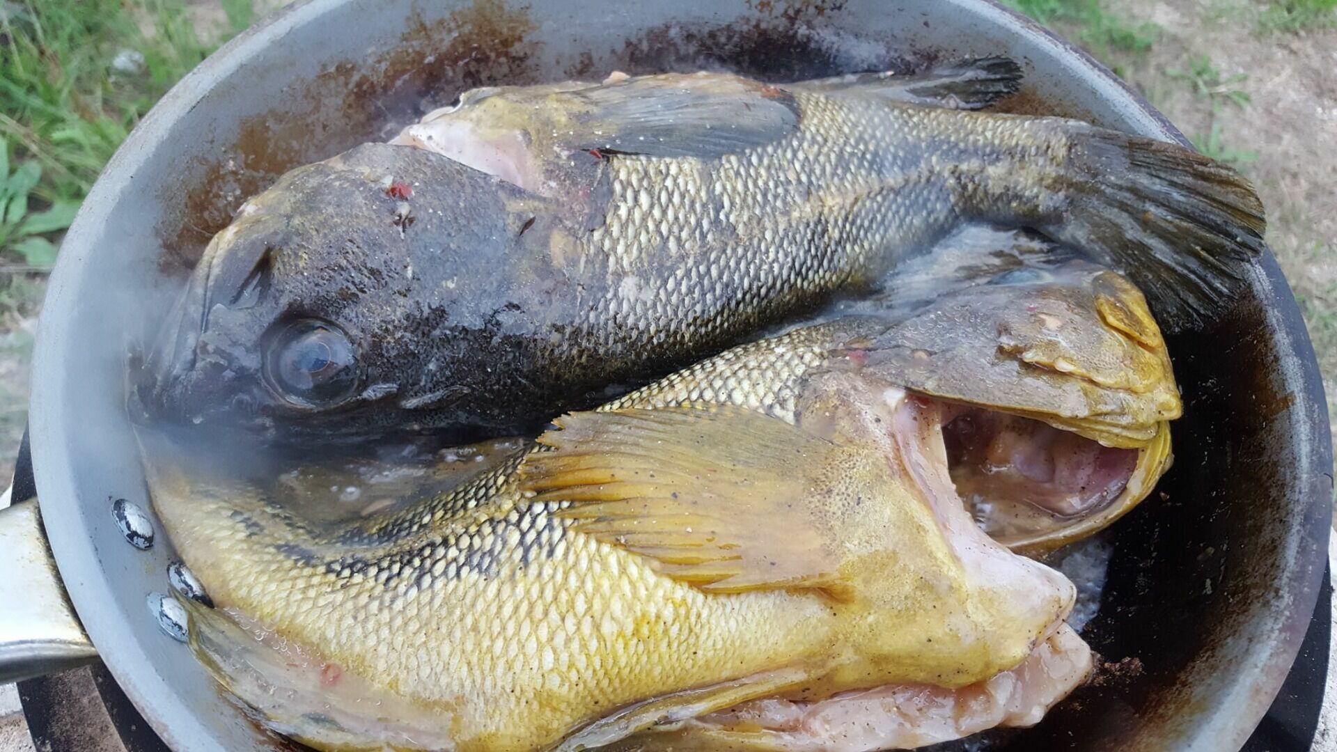 В ХМАО выловили рыбу с химическим запахом
