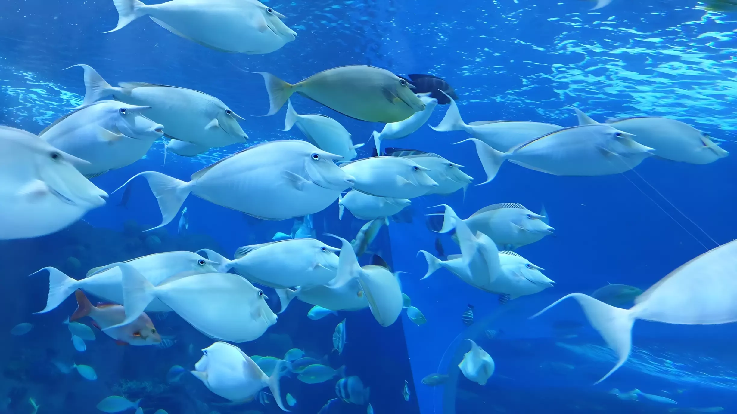 В ХМАО потратят почти 500 тыс руб на аквариумных рыбок для депутатов