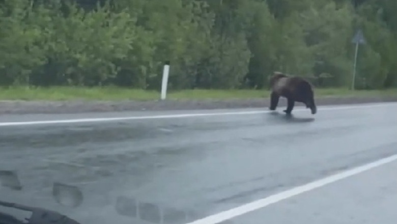 В Надыме медведь погнался за велосипедистами и увяз в болоте