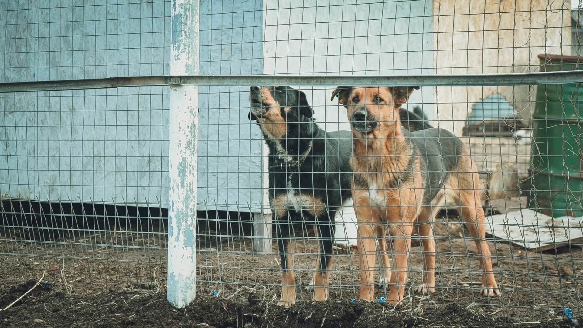 В Сургуте из-за самовыгула возросло количество бродячих собак