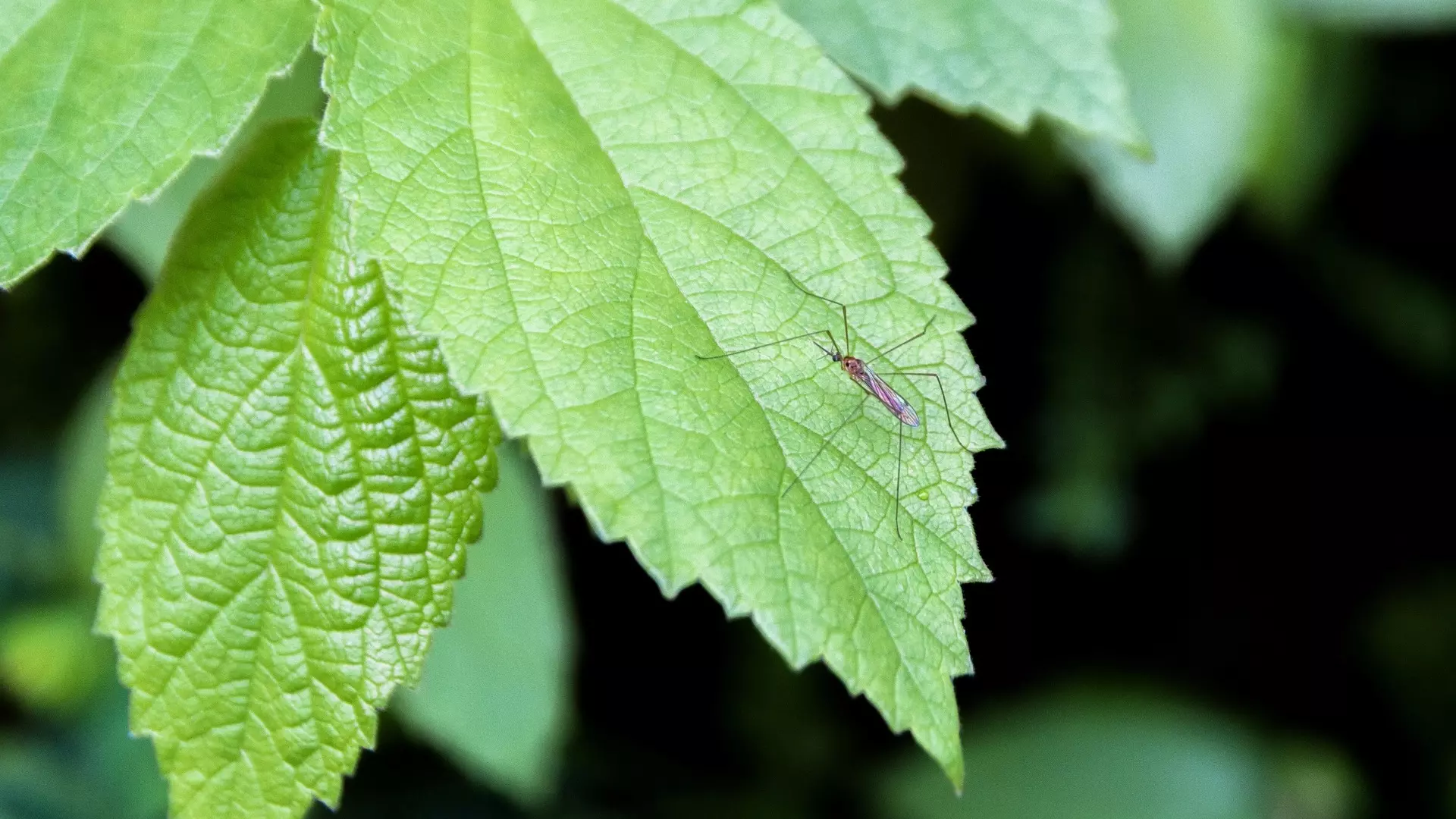В ХМАО ученые прогнозируют небывалое количество комаров и мошек