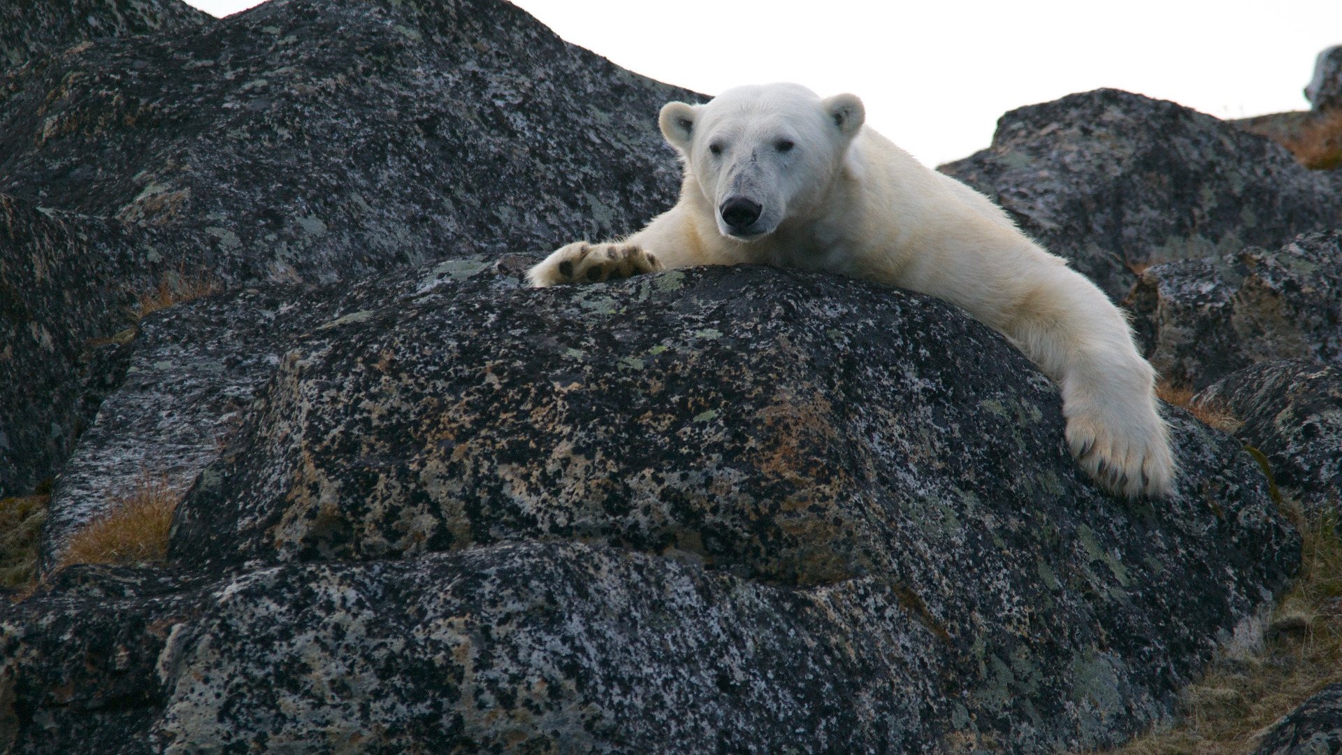На Ямале оленевод пытался сбежать на снегоходе от белого медведя