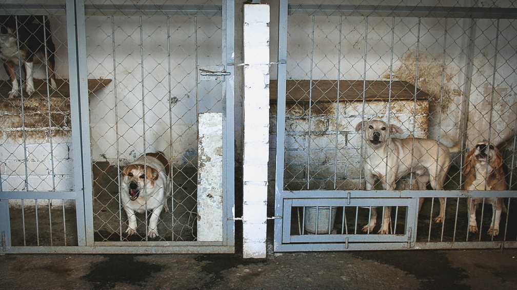 Сургутяне хотят создать петицию против бродячих собак в городе