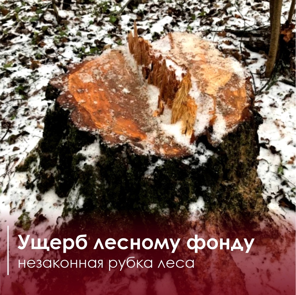 В лесу Ноябрьска уничтожены деревья при ремонте магистрального газопровода