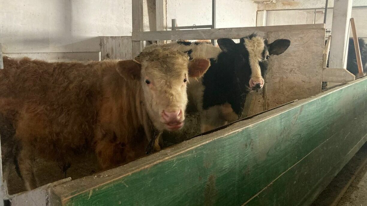 Ветеринары нашли причину падежа коров на «ферме смерти» под Нефтеюганском