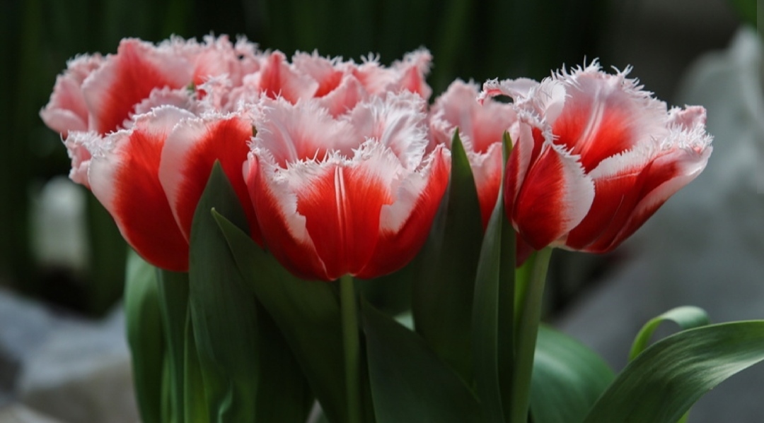 В Сургуте 8 марта не ожидается дефицита цветов, но цены все-равно вырастут