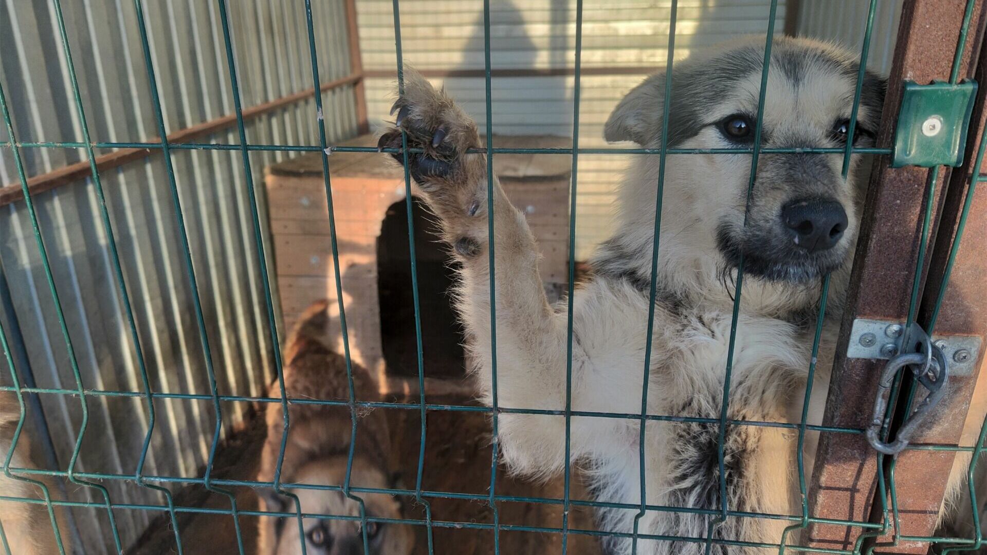 Проблема отлова и содержания бездомных собак в Пыть-Яхе звучит все громче