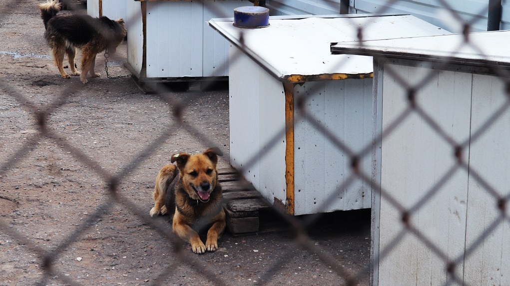 В Красноярске мэрия просит зоозащитников не мешать отлову бродячих собак