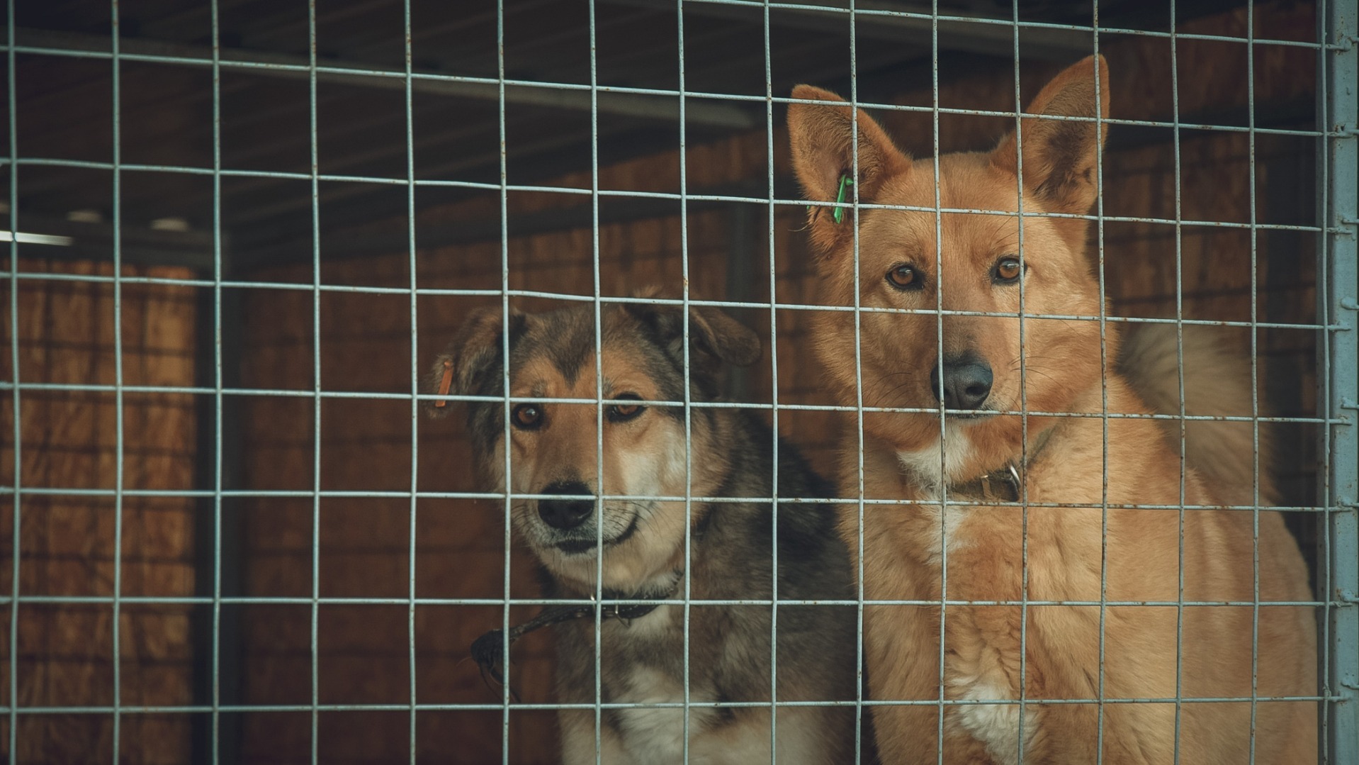 Новый приют для собак откроют в Нефтеюганском районе 1 августа