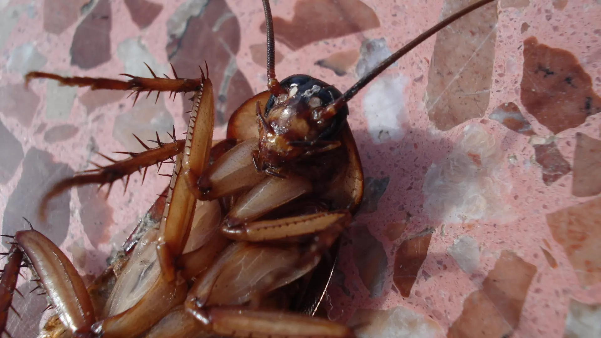 Школьники в Нижневартовске пожаловались на тараканов в классах