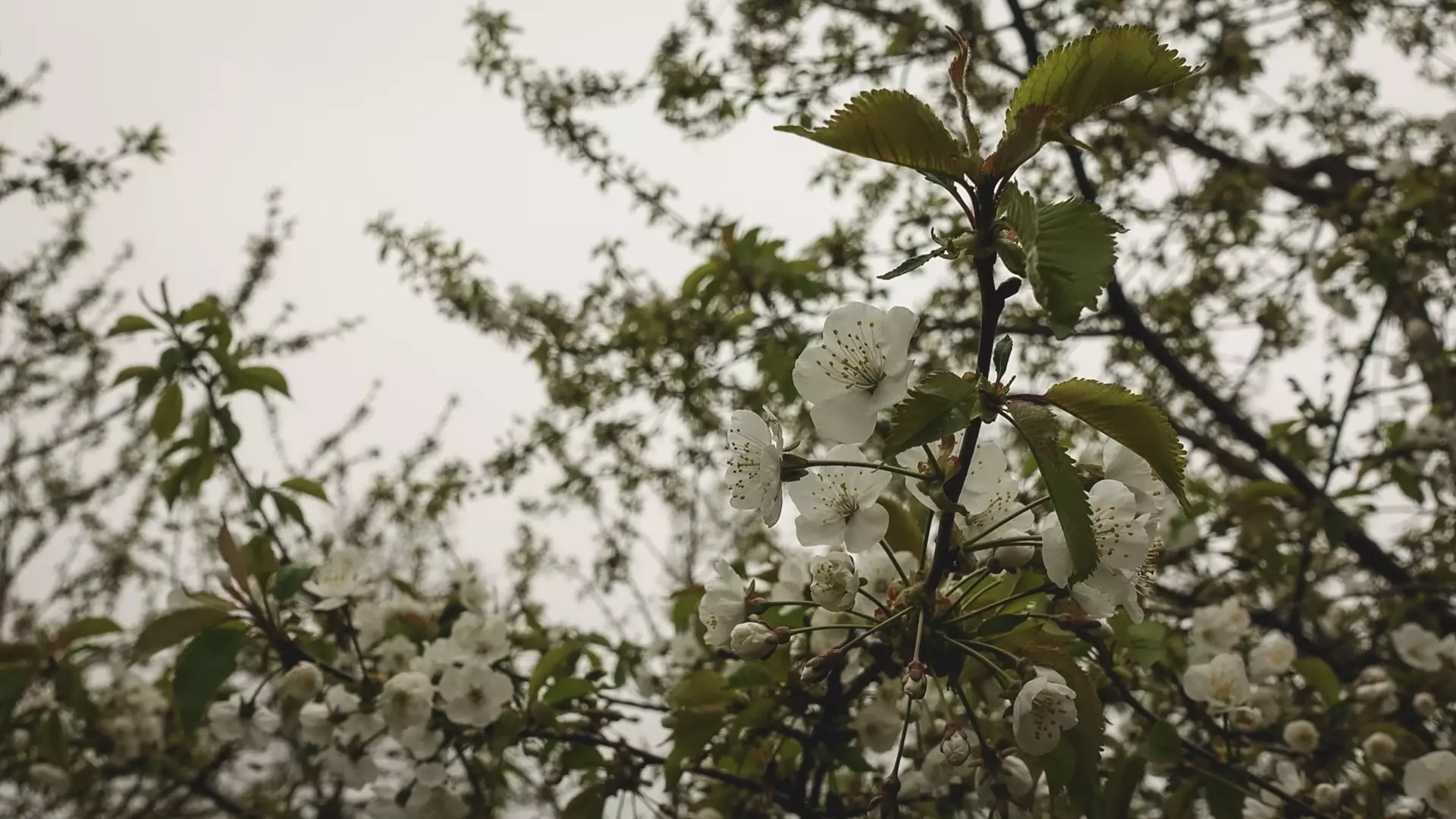 Аллергикам из ХМАО рассказали о начале сезона цветений.