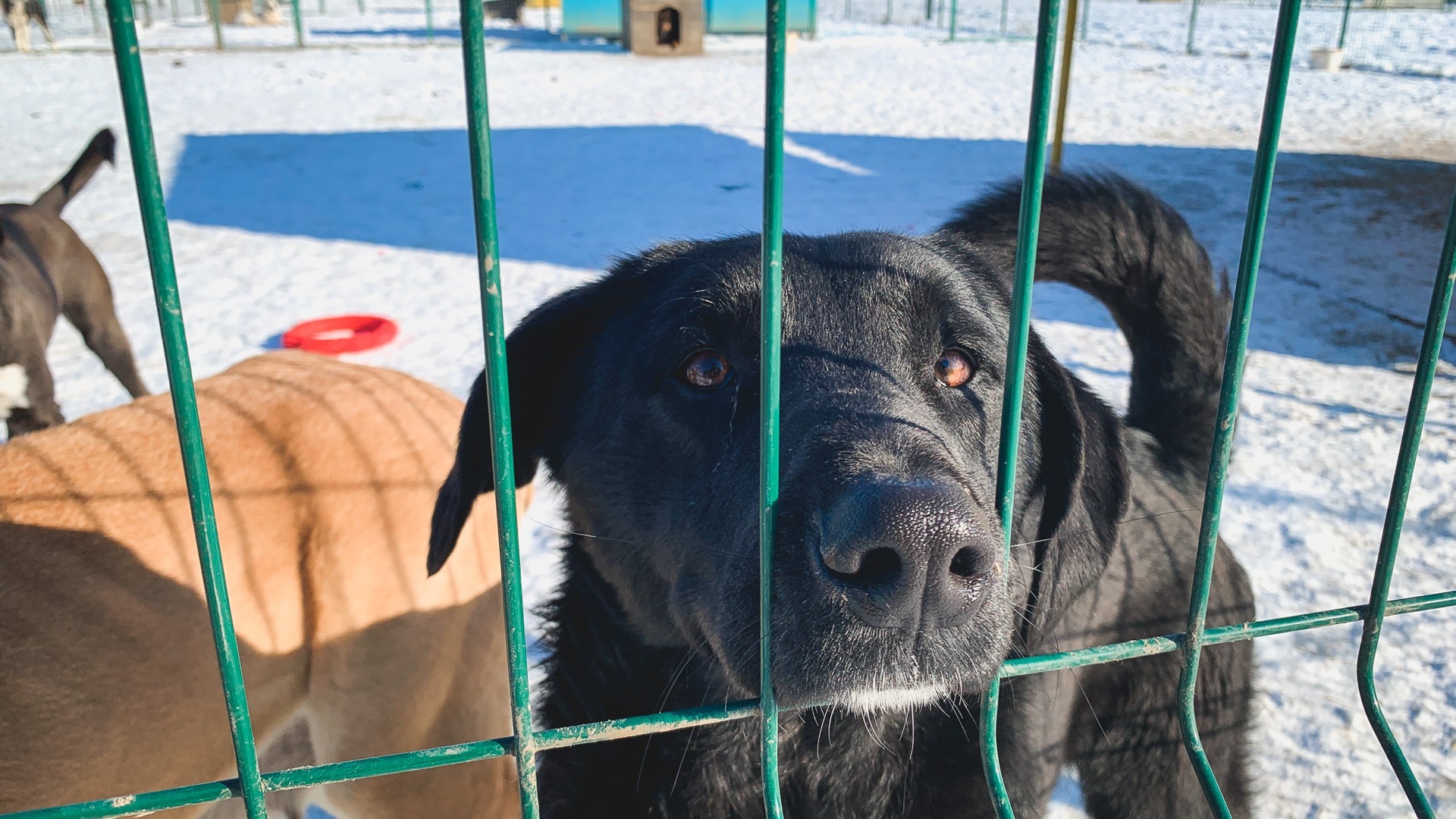 В Ханты-Мансийске за 70 млн рублей построят приют для бездомных животных