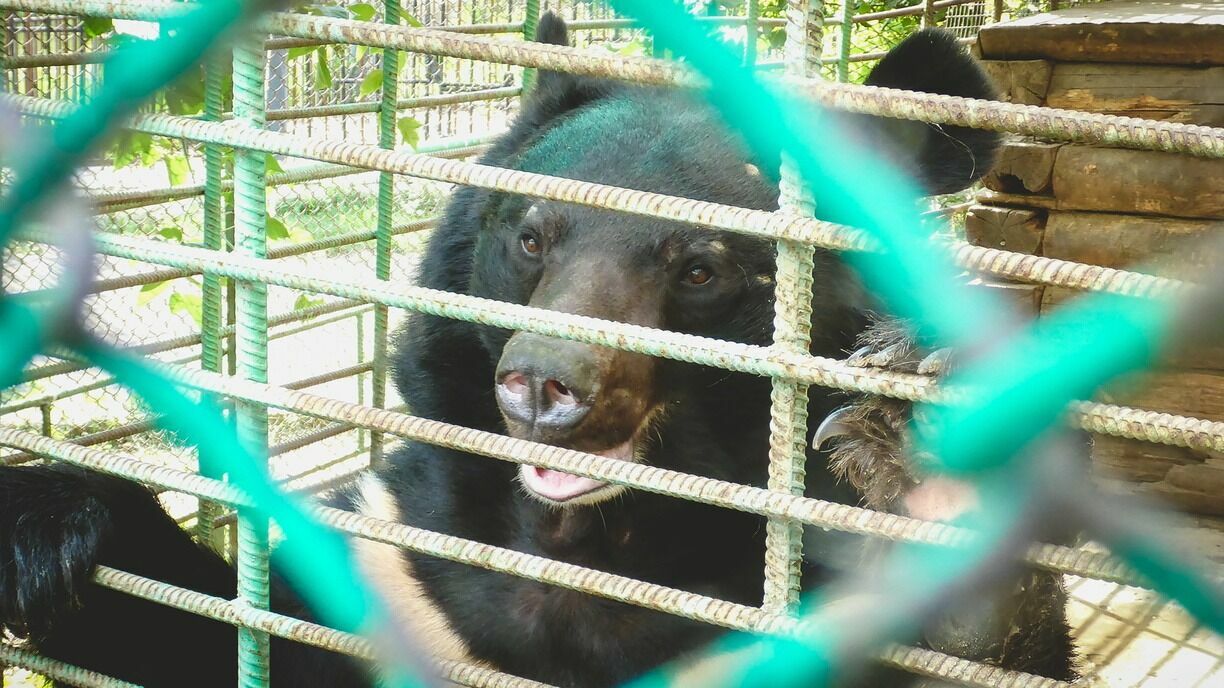 Зоозащитники пожаловались на бизнесмена, который мучает медведей в Нижневартовске