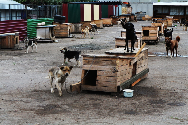 В Нефтеюганске неизвестные перебили почти половину бродячих собак из стаи