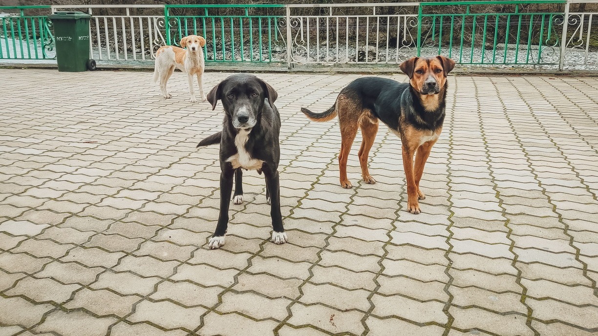 Власти ХМАО: в отдаленных посёлках региона не справляются с отловом бродячих собак