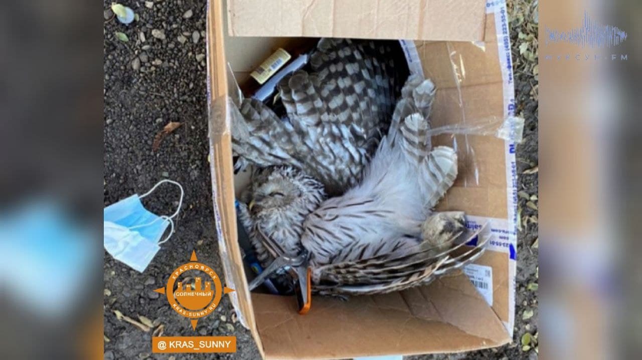 В микрорайоне Солнечный в Красноярске неизвестные пытали и жестоко убили сову