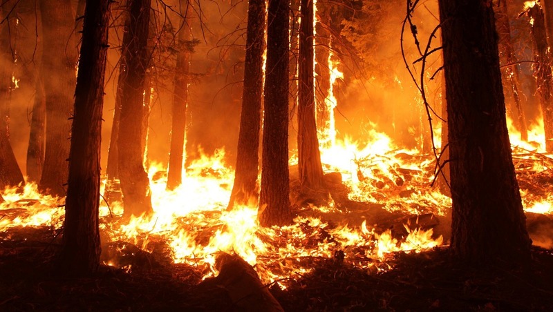 Карта пожаров в ХМАО: площадь лесных пожаров выросла до 84 тысяч га
