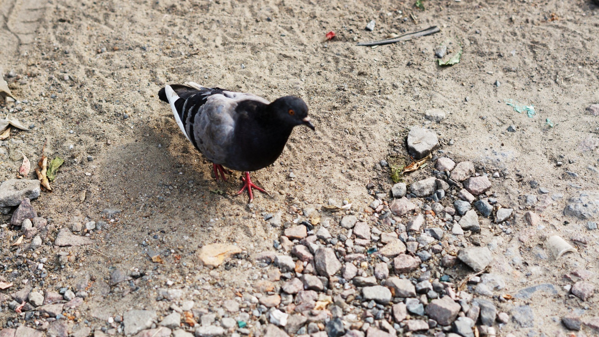 В Нижневартовске повисший на проводе голубь стал местной достопримечательностью