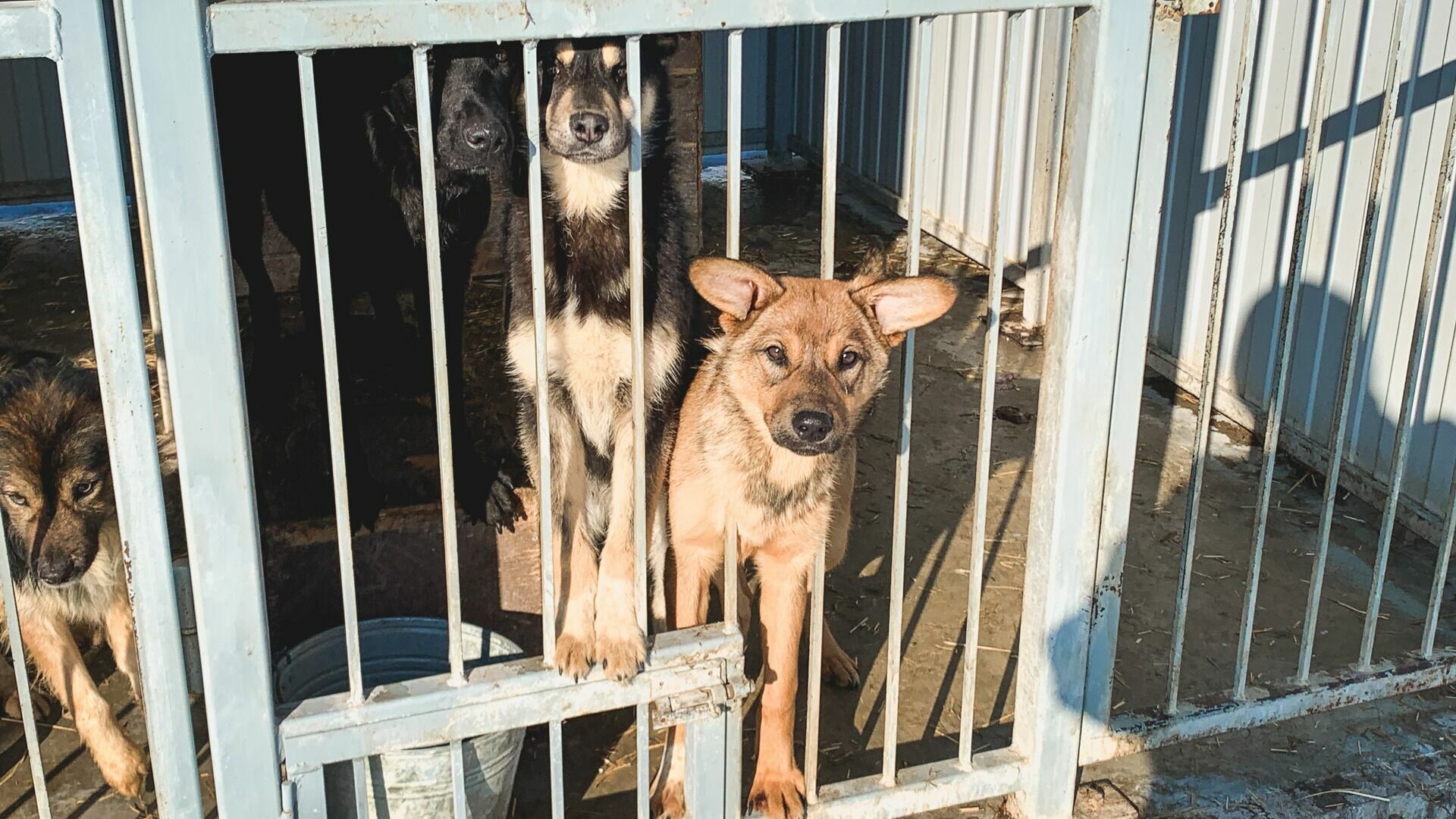 Зоозащитники: в ХМАО распространяется собачья чума