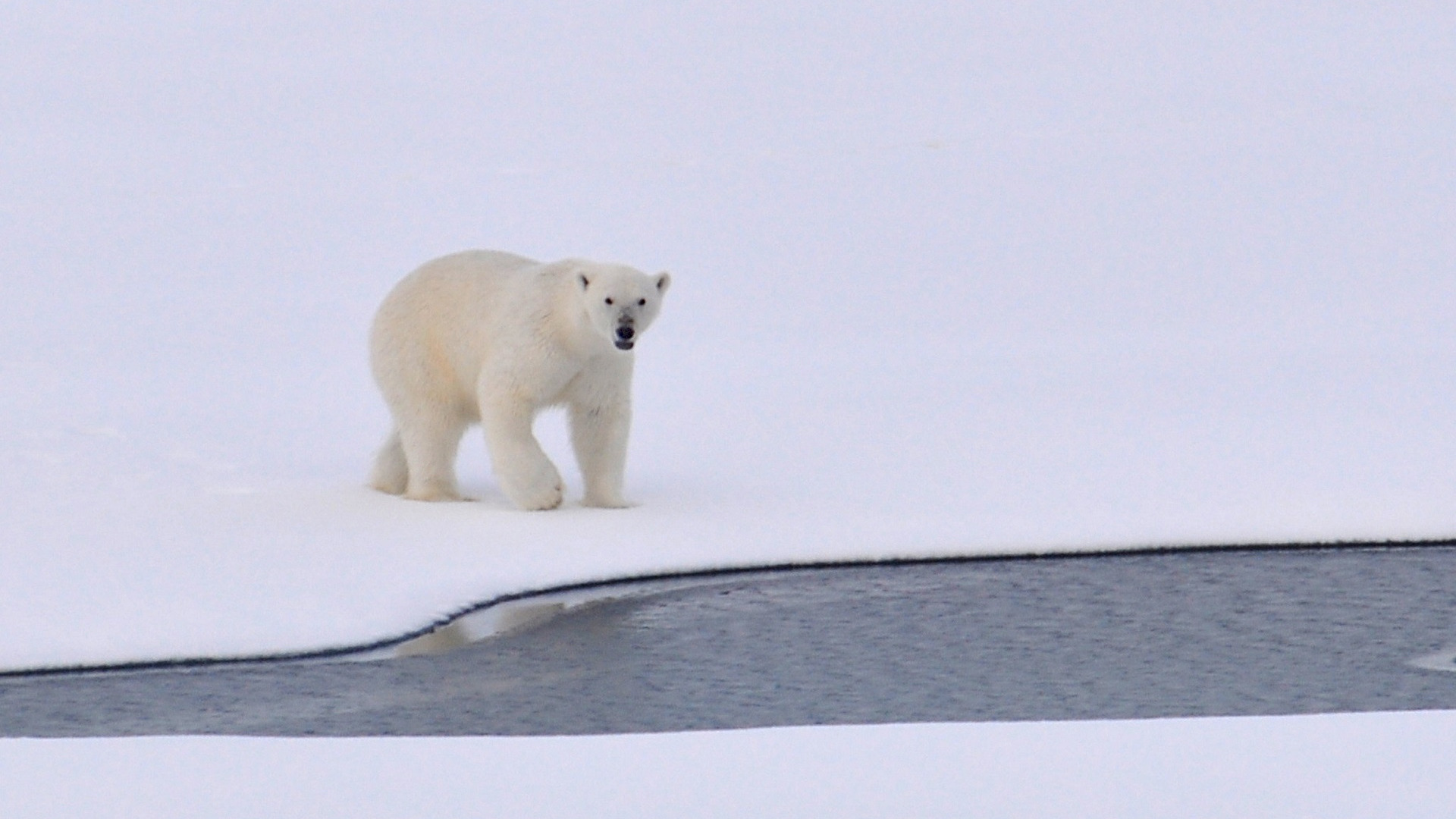 На Ямале показали, как подстрелили агрессивного белого медведя. Видео